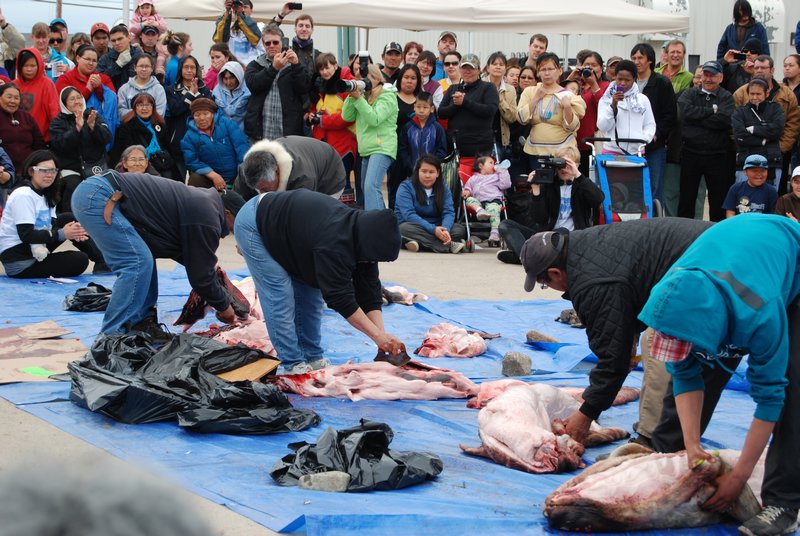 Seal Skinning Competition