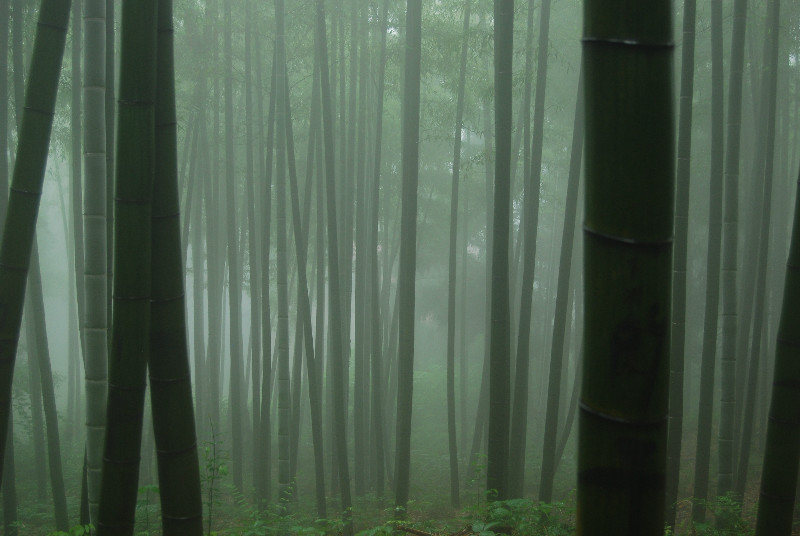 Moganshan Bamboo