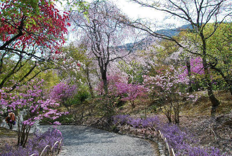Garden of Tenryuji