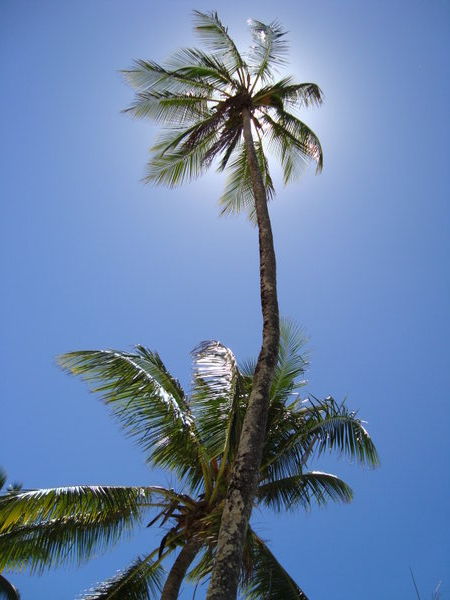 Palm tree, fifth beach