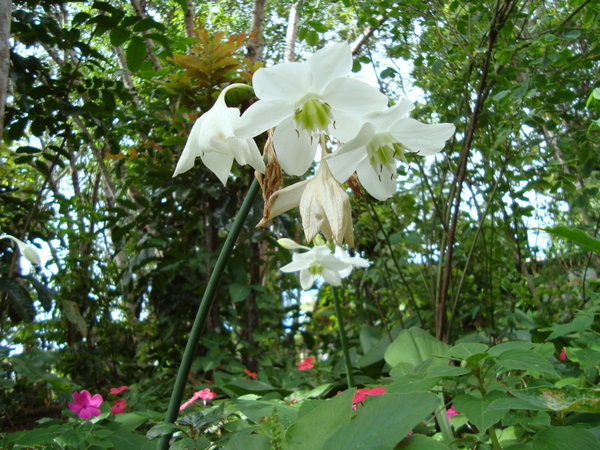 Pretty white flower