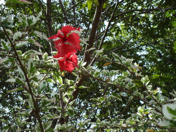 Red flowers standing out in green and white leaves background