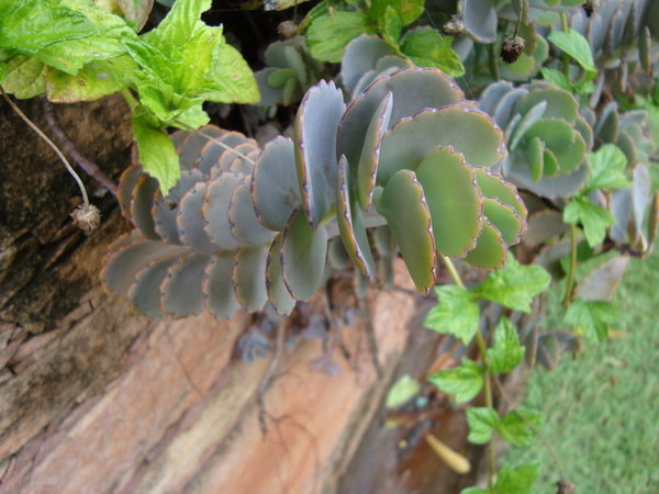 Thick soft plant
