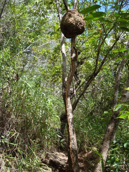 Termite nest on top of the tree