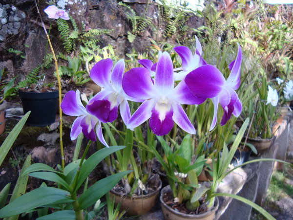 Purple and white orchids