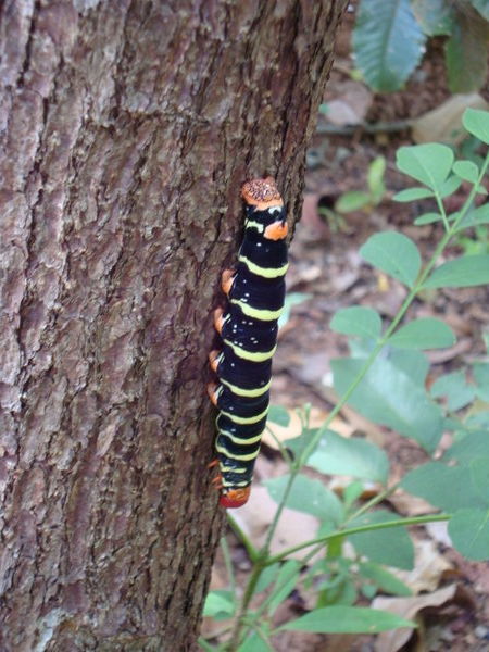 Big caterpillar-slug thing