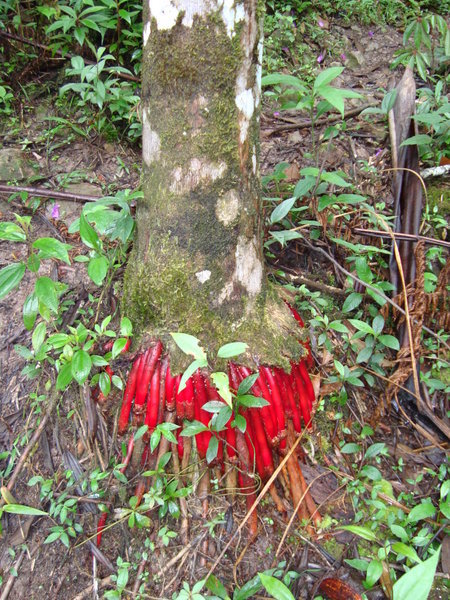 Red roots of a weird palm tree