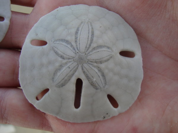 Seashell found on Raposa beach