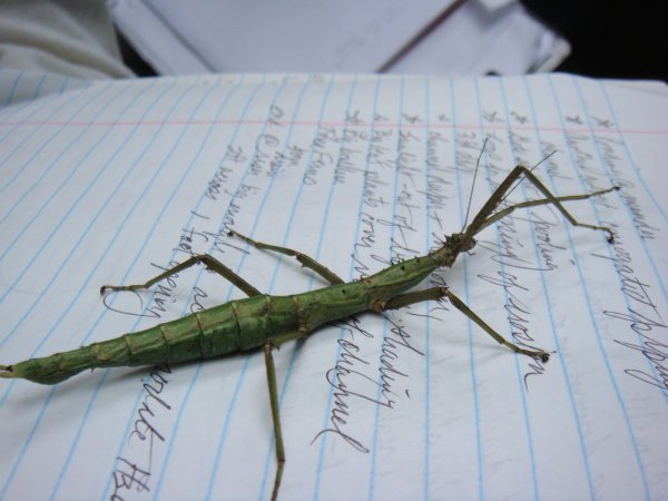 stick bug stuffed animal