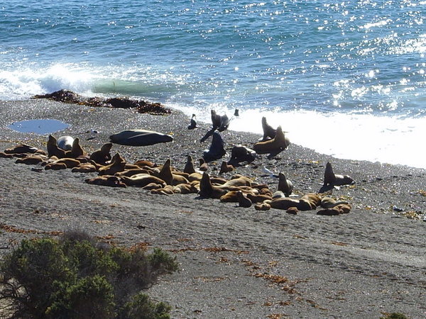 A few Seals