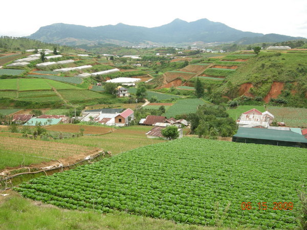 Vegetable Farming in the Countryside 