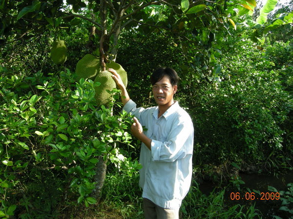 Jackfruit tree in the Mekong Delta