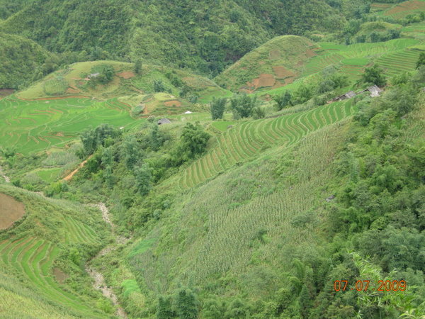 The terraced rice paddies of Sapa