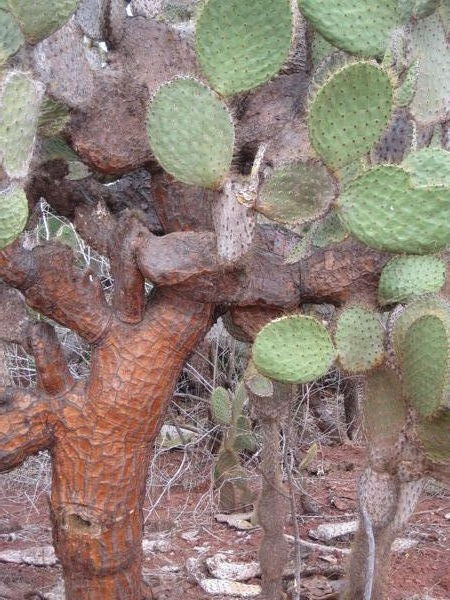 Cactus on Rabita