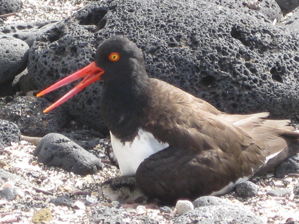 American Oyster Catcher 