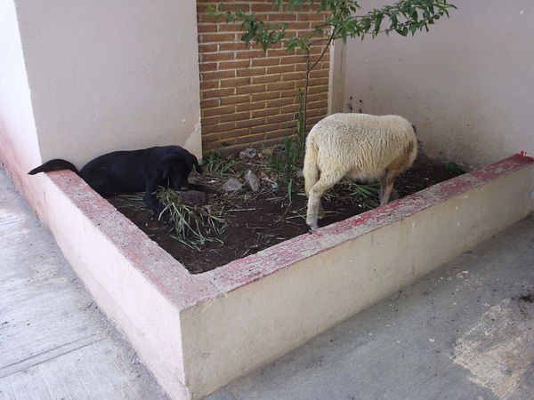 Perro Negro and the sheep. 