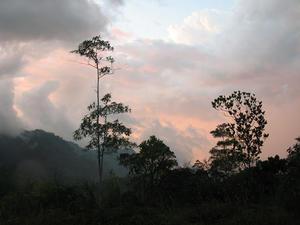 Sunset in the Rainforest