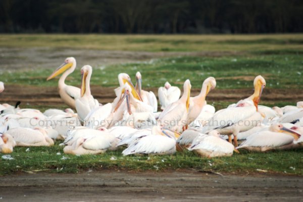 @nakuru - flock of pelicans