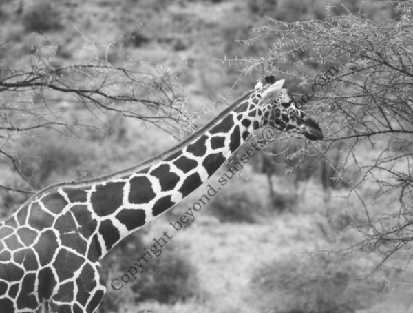 Masai Giraffe at Samburu.