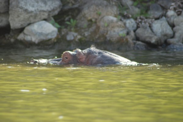 Naivasha hippo gets nearer