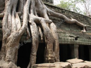 Ruin - Ta phrom, another temple buried