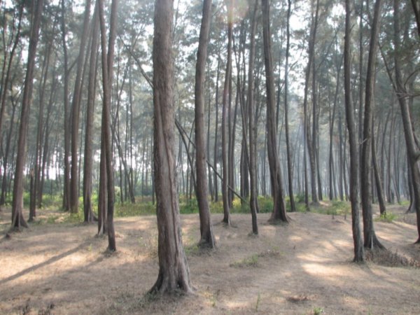 Alibag spruce woods