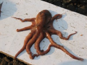 Fishermen catch a slimy octopus..yukk !