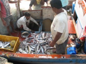 Fishermen storing fish in ice