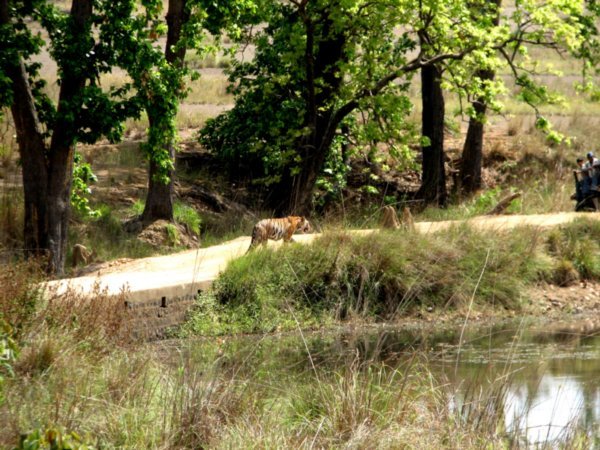 @manhar nala 3 tigers