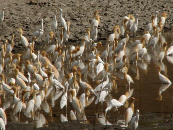 egrets in breeding plumage@ indri water body