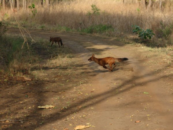 wild dogs sprint