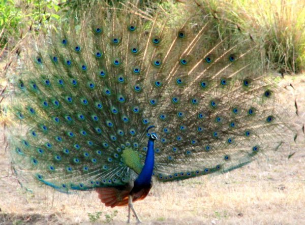 kanha maidan peacock.