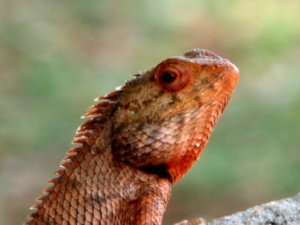 garden calotes