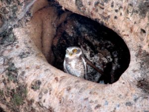 spotted owlet@kisli gate