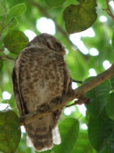 spotted owlet@kisli gate5