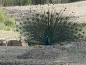 kanha maidan peacock