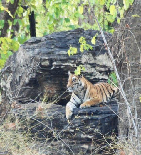Tiger resting on a cool rock