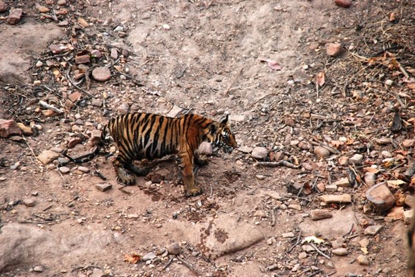 Tiger 6 month cub.