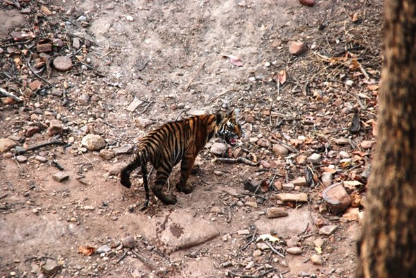 Tiger 6 month cub