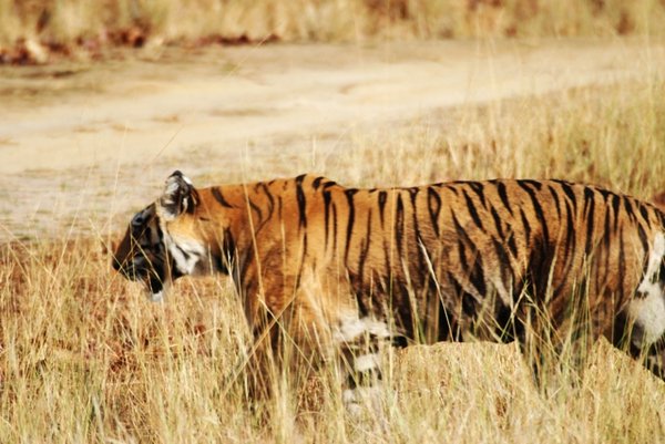 Tiger a huge male