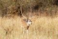 Spotted deer stag