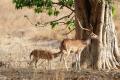 Chital Stag with fawn