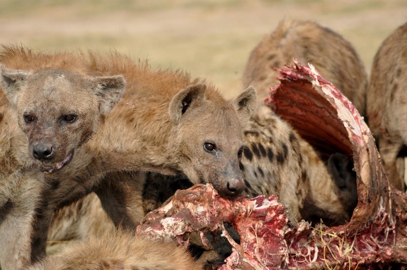 9 Hyenas feasting on a buffalo