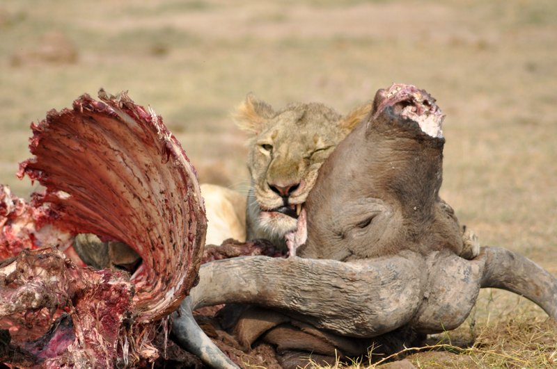 9 Lioness re-claimed its kill from Hyenas