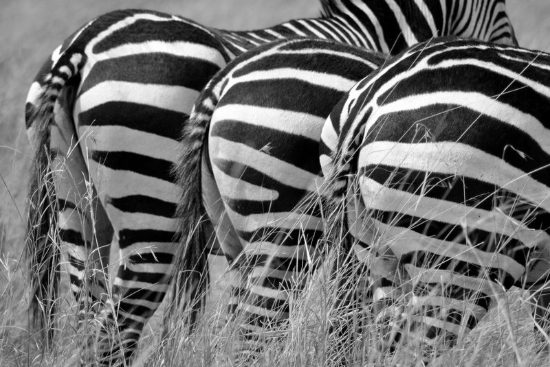 Copy of Zebra symmerty