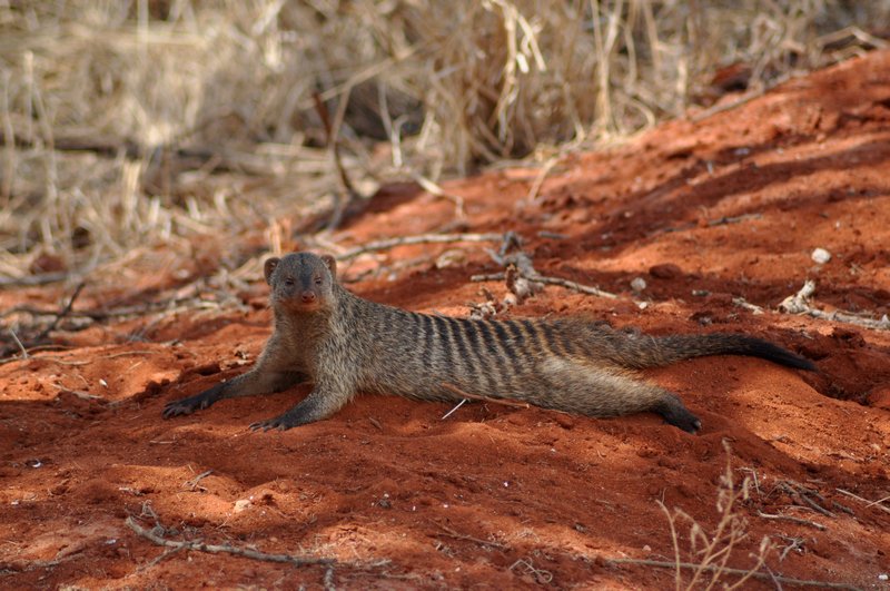 Striped mongoose