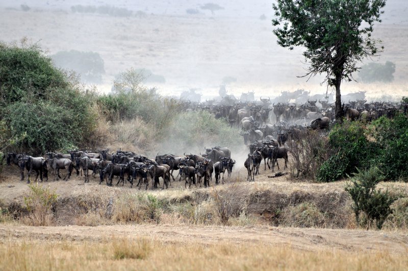 Wilderbeest gathering on mara river for a possible crossing
