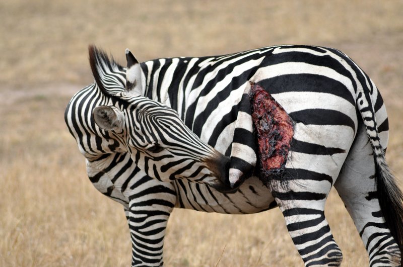 Zebra  attaked by Lion.