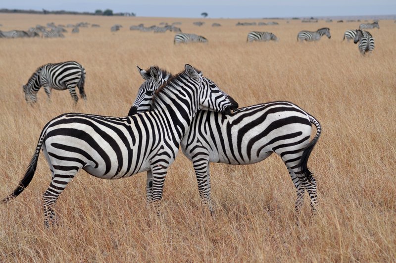 Zebra buddies