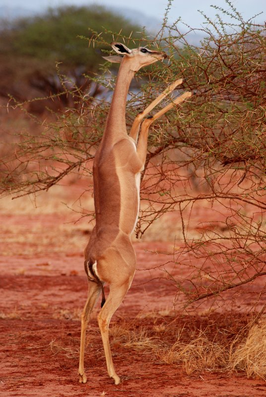 Gerenuk the only antelope which stands on 2 feet and eats